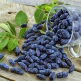 Honeysuckle pride baccara